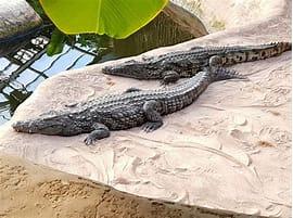 Croco